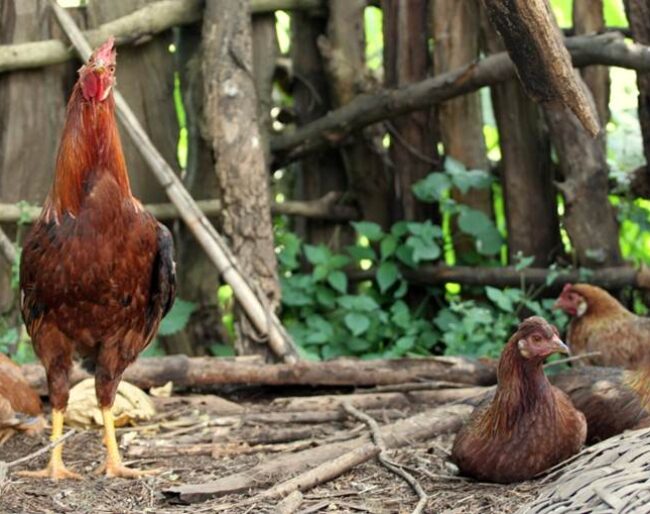 ethiopian village chickens