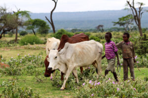 Boys and cattle in field