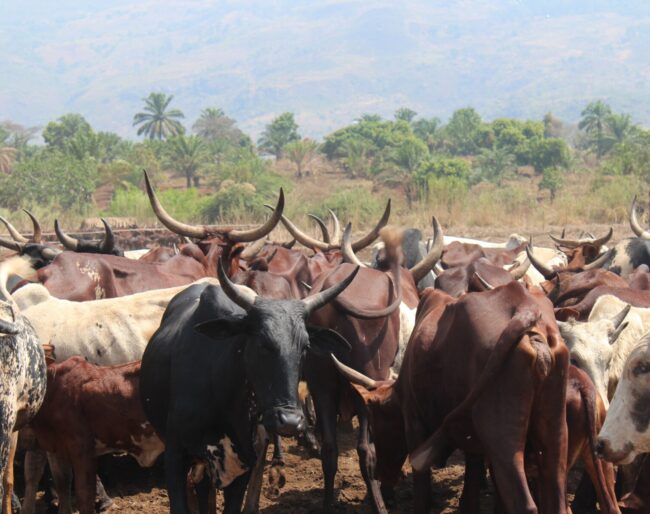 Cattle in Cameroon