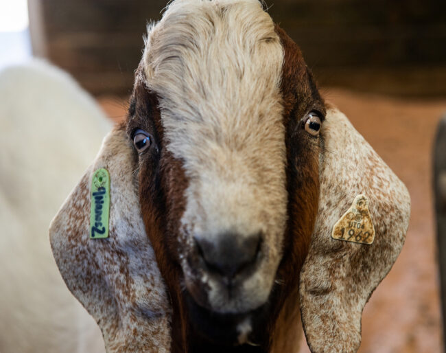 Close up of a goats head