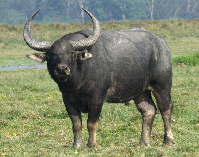 Indian Water Buffalo