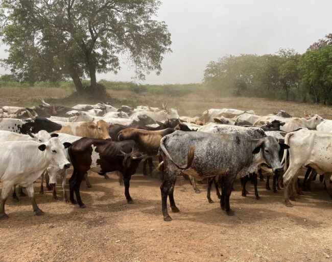 cattle in East Africa