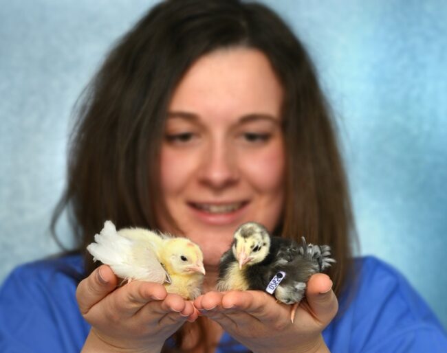 Maeve Ballantyne, CTLGH and Rolsin researcher with chicks