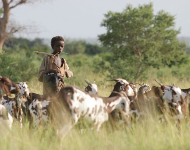 Nigerian boy herds animals