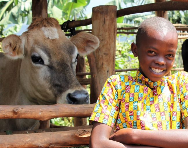 Jersey cow and small boy in Rwanda