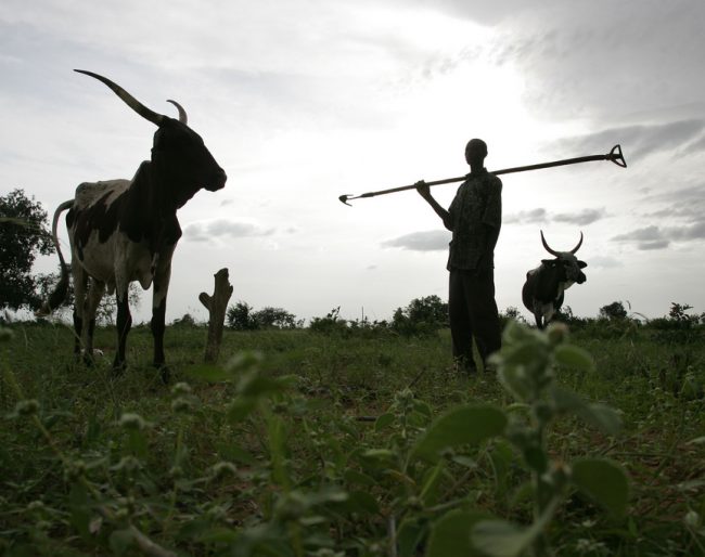 farmer and cows in Niger